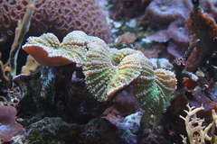 Killikus&reg; Fotographie